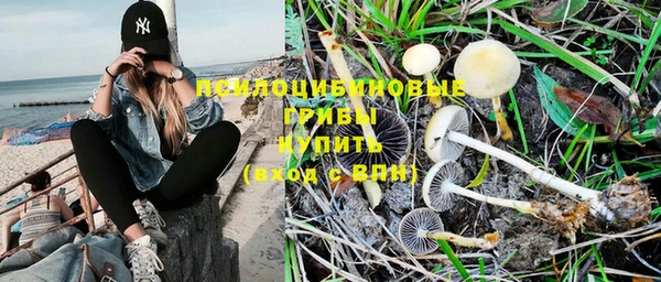 индика Белокуриха